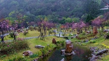 陽明山海芋季開闢專車 賞櫻持續到月底