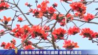 台南林初埤木棉花盛开 游客慕名赏花