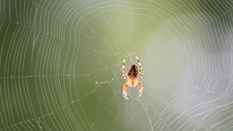 恐怖論! 蜘蛛若吃人 地球全人類年內消失