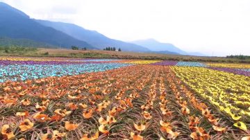 屏東鳳梨田首創彩繪　花海彷彿北海道