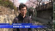 韓國鎮海軍港祭 隨春風踏上櫻花之旅
