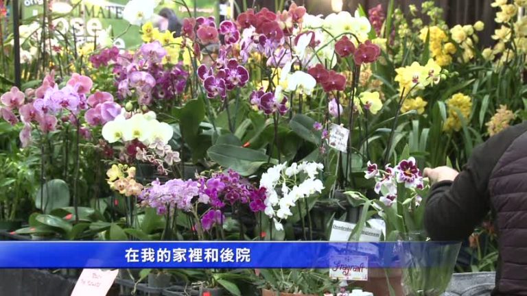 舊金山花卉園藝展 用「花」裝點生活