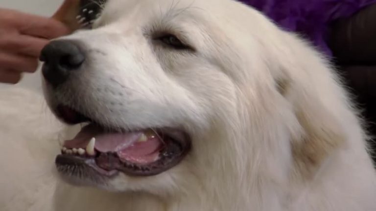 維州大白熊犬「越獄」 七小時後被尋回