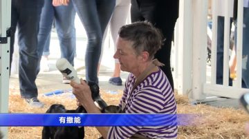 与小羊亲密接触 旧金山居民体验农趣