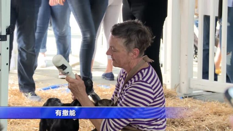 與小羊親密接觸 舊金山居民體驗農趣
