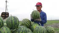 二崙西瓜上市了 产量减少但甜度更高