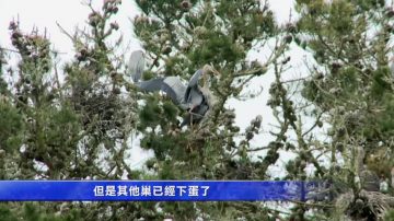 蒼鷺築巢孵幼子 金門公園再現觀鳥潮