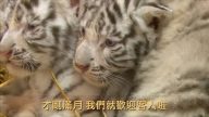白老虎小宝宝诞生！ 降临奥地利动物园（视频）