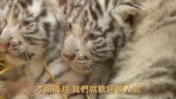 白老虎小寶寶誕生！ 降臨奧地利動物園（視頻）