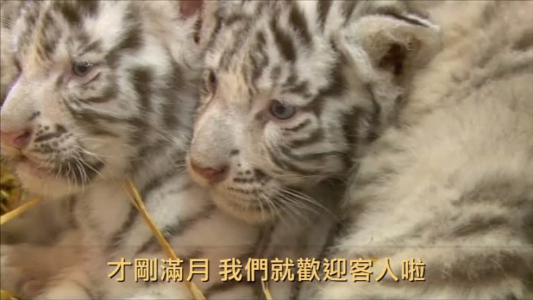 白老虎小寶寶誕生！ 降臨奧地利動物園（視頻）