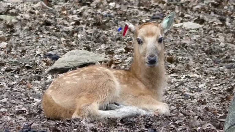紐約最大 布朗克斯動物園 迎接新朋友