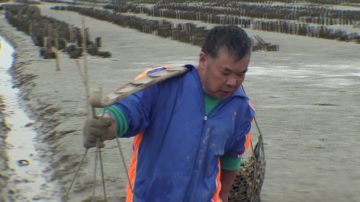 台灣千人剝蚵鮮體驗 傳統產業找新出路