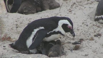 多倫多動物園孵化四隻瀕危非洲企鵝