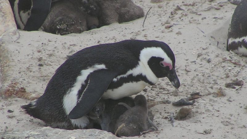 多倫多動物園孵化四隻瀕危非洲企鵝