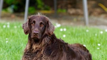 江苏义犬跳河救主   身上伤痕累累