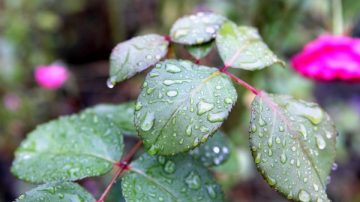 为什么古人说“清明时节雨纷纷”？（视频）