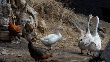 中国H7N9持续扩散   一周增17宗3死