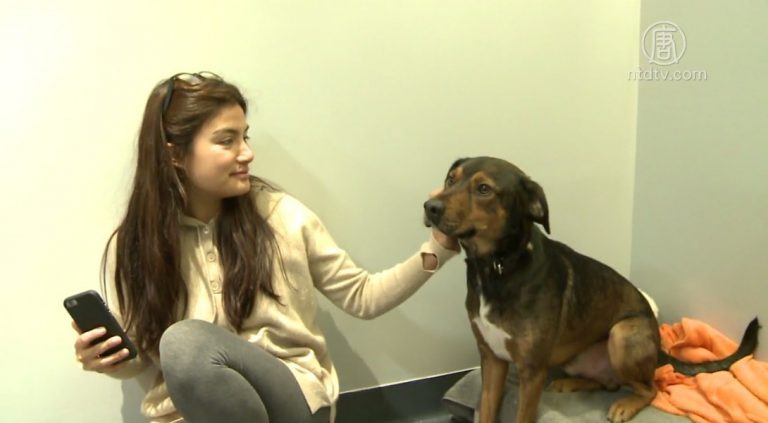 領養或購買？ 紐約動物收養所告訴你