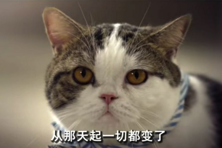 這貓貓廣告腦洞簡直了！廣告我還真的就服泰國