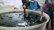 深圳黑作坊化学剂制毒牛百叶 日销4吨