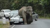 這頭大象是怎麼了？最後一個鏡頭讓人倒吸一口涼氣（視頻）