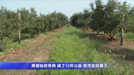 全美唯一韩国梨园 30年风雨耕耘