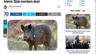 IS份子驱赶野猪 遭发狂“逆袭”已知3死