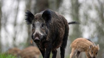 伏擊平民不成遭野豬襲 IS分子3死5傷