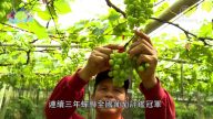 美丽心台湾：葡萄达人刘坤松&硕果仅存的二林软枝杨桃&走过苑里洋菇兴衰
