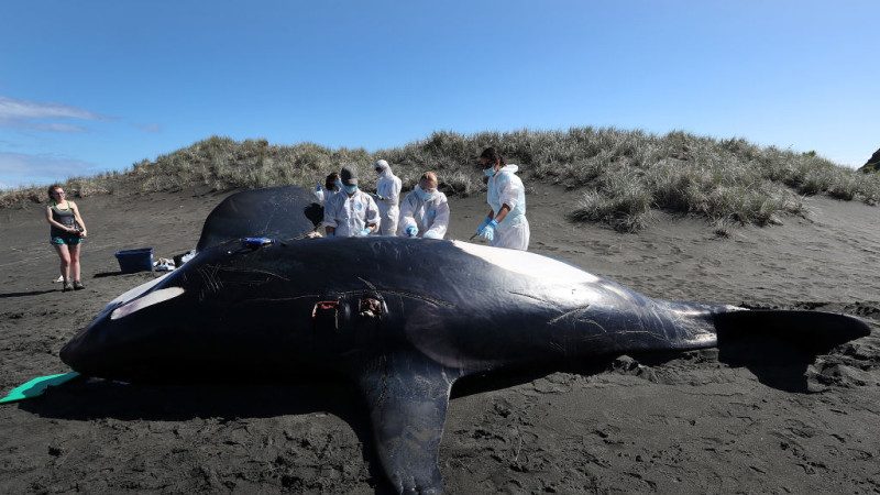 鲸尸沉海之后发生了什么？科学家连续6次试验结果惊人