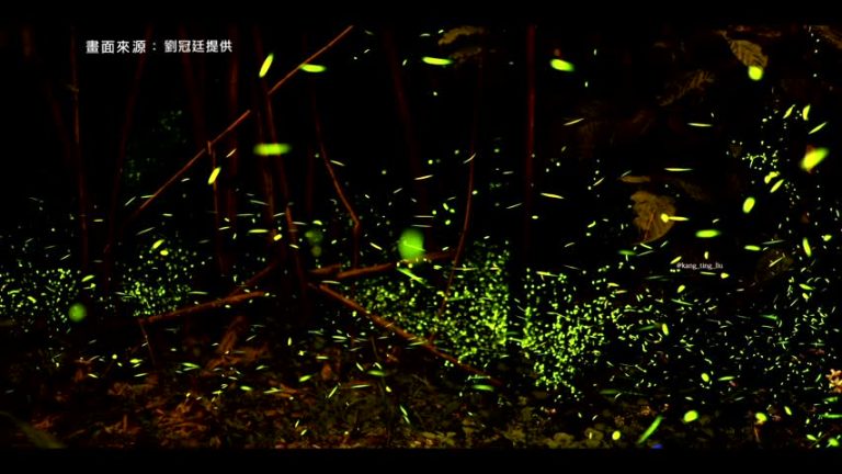 夜賞螢火蟲  捕捉地面「螢」河