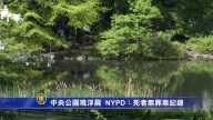 中央公園現浮屍  NYPD：死者無罪案紀錄