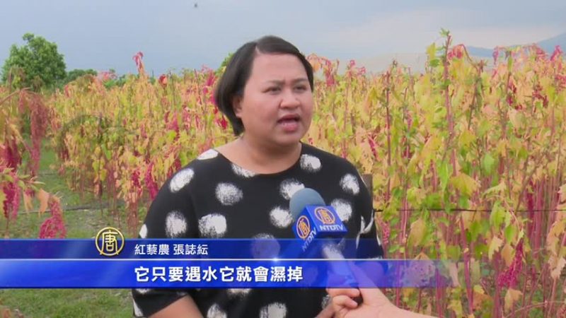 小米酒重要引子 家族10頃土改種「紅藜」