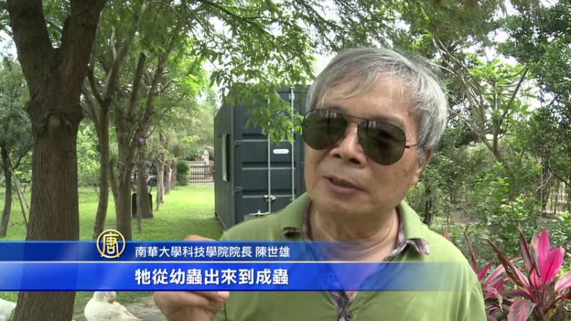 小虫立大功 黑水虻分解厨馀第一名