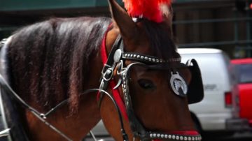 紐約街頭馬匹倒地 觀光馬車再遭抗議