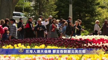 花海人潮天伦乐 郁金香靓丽北美花都