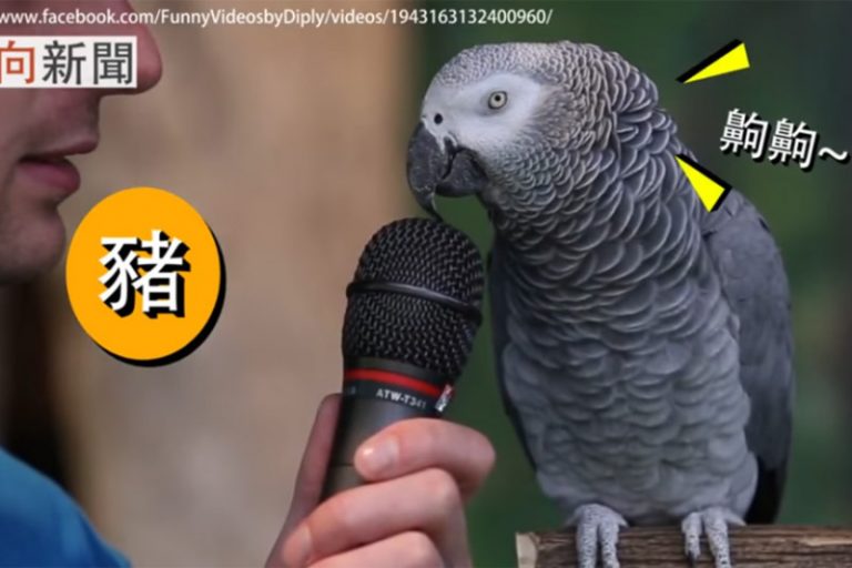 這隻鸚鵡的口技簡直絕了！任何音效都難不倒牠 （視頻）