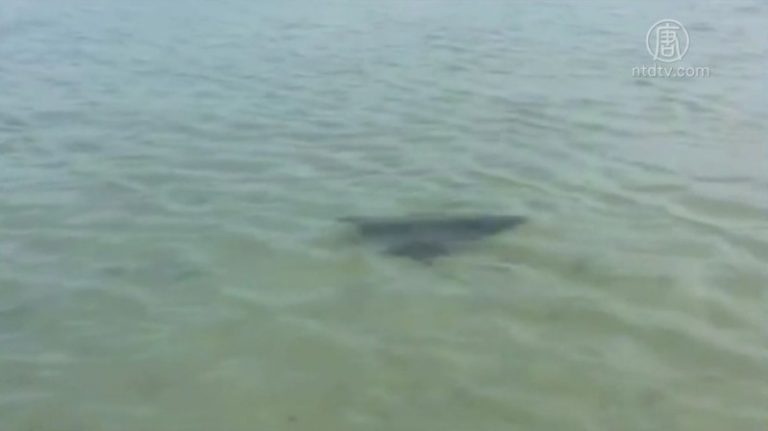 魔鬼魚佛州出沒 成群淺灘悠遊