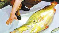 福建捕到數百萬元黃唇魚 網友：一筷子 萬元飛了