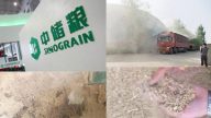 猪都不能吃！中储粮万余吨小麦7年不理全变坏