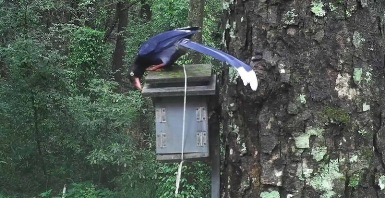 珍貴一幕！藍鵲覬覦山雀幼鳥 幸獲鳥巢箱保護