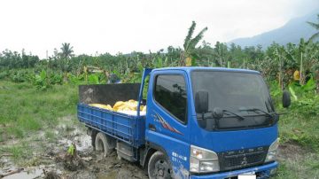 偷6串香蕉車陷爛泥 偷蕉男遭園主活活打死