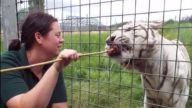 英動物園老虎攻擊女管理員 淒厲慘叫當場慘死