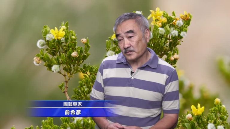 夏季高溫種植三板斧 擇址育土勤保濕