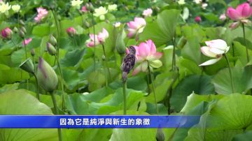 炎夏赏莲去 回声公园体验亚太文化