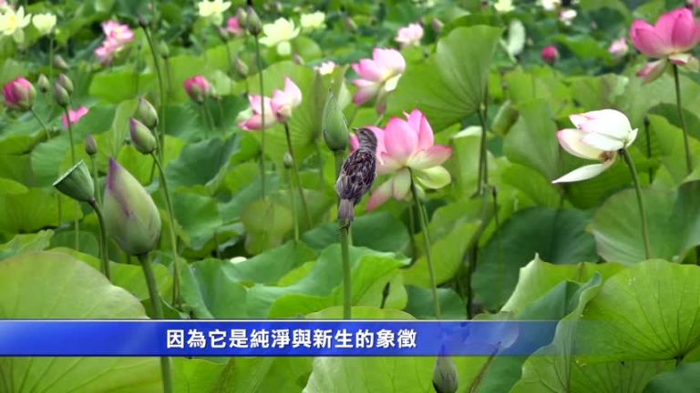 炎夏賞蓮去 回聲公園體驗亞太文化