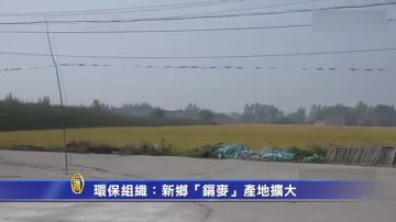 【禁聞】環保組織：新鄉「鎘麥」產地擴大