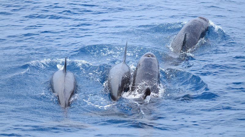花蓮外海很熱鬧 近百隻偽虎鯨現蹤