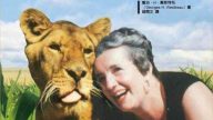 一只吃素的獅子  感動了全世界