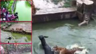 江蘇動物園餵老虎活驢 網友：太殘忍
